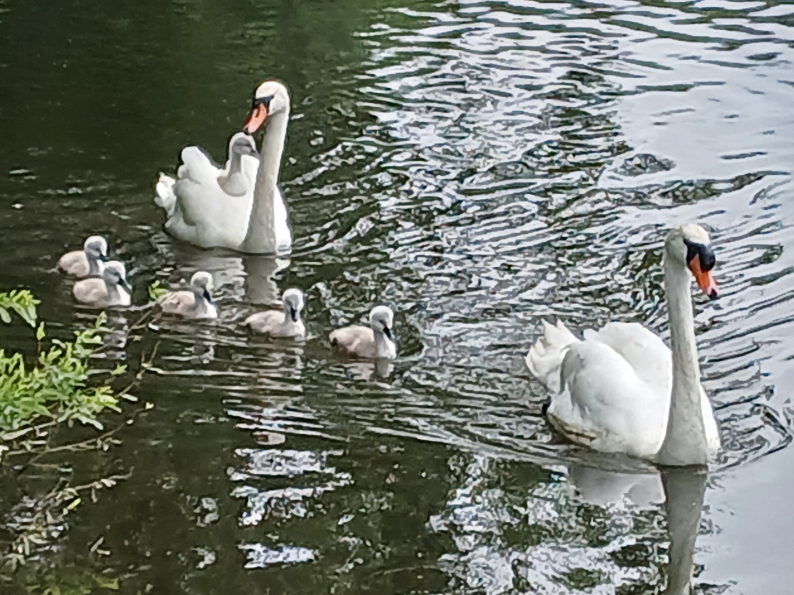 Swans on the River Wye